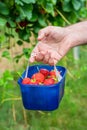 A male`s hand holding a box of strawberries Royalty Free Stock Photo