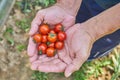 Male`s hands harvesting fresh tomatoes in the garden in a sunny day. Farmer picking organic tomatoes. Vegetable Growing concept Royalty Free Stock Photo