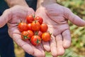 Male`s hands harvesting fresh tomatoes in the garden in a sunny day. Farmer picking organic tomatoes. Vegetable Growing concept Royalty Free Stock Photo