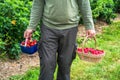 A male`s hands holding a basket full of freshly picked fruit Royalty Free Stock Photo