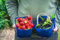 A male`s hands holding a basket full of freshly picked fruit Royalty Free Stock Photo