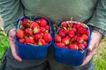 A male`s hands holding a baskets with freshly picked fruit Royalty Free Stock Photo