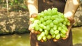 Male`s hands holding bunch of grapes in vineyard Royalty Free Stock Photo