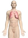 A maleÃÂ´s lung Royalty Free Stock Photo