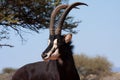 Male sable antelope Royalty Free Stock Photo