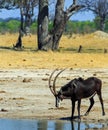 Portrait view of a male sable antelope taking a drink from a small pool of water