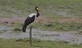 male saddle billed stork looking alert and hunting for food in the wild wetlands of amboseli national park, kenya Royalty Free Stock Photo