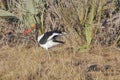 Male Saddle-Billed Stork Fluffing Wings Royalty Free Stock Photo