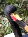 Male saddle billed stork portrait Royalty Free Stock Photo