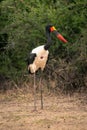 Male saddle-billed stork stands near thick bushes Royalty Free Stock Photo