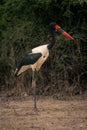 Male saddle-billed stork stands by thick bushes Royalty Free Stock Photo