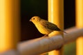 Male Saffron Finch Bird