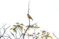 Male Saffron Finch Bird