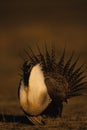 Male Sage Grouse Royalty Free Stock Photo