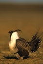 Male Sage Grouse Royalty Free Stock Photo