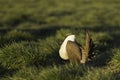 Male Sage Grouse (Centrocercus urophasianus) dances on the lek in golden morning sunlight Royalty Free Stock Photo