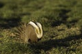 Male Sage Grouse inflates its air sacs while displaying on lek in golden sunlight