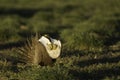 Male Sage Grouse inflates it's air sacs while strutting on a lek in the golden morning light