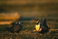 Male Sage Grouse Sparring Royalty Free Stock Photo