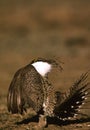 Male Sage Grouse Strutting Royalty Free Stock Photo