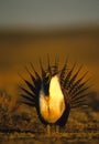Male Sage Grouse Strutting Royalty Free Stock Photo