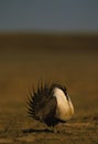 Male Sage Grouse Strutting Royalty Free Stock Photo