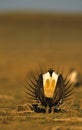Male Sage Grouse Strutting Royalty Free Stock Photo