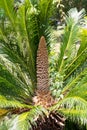 Male Sago Palm Flower in bloom Royalty Free Stock Photo