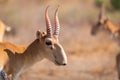 Male Saiga antelope or Saiga tatarica Royalty Free Stock Photo