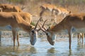 Male Saiga antelope or Saiga tatarica Royalty Free Stock Photo