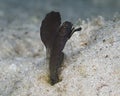 Male Sailfin Blenny Royalty Free Stock Photo