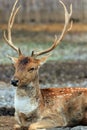 Male Sambar Deer