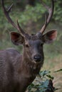 Male sambar deer close-up