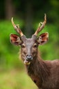 Male Sambar deer enjoy eating wild fruit