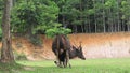 male sambar deer in khaoyai national park relaxing on jungle field