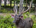 Male Sambar deer Royalty Free Stock Photo