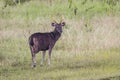 Male Sambar deer(Rusa unicolor )