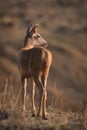 Male sambar deer turns head towards sun Royalty Free Stock Photo