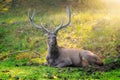 Beautiful male sambar Rusa unicolor deer resting in the forest of Ranthambore National Park, Rajasthan, India.