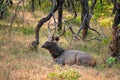 Beautiful male sambar Rusa unicolor deer in Ranthambore National Park, Rajasthan, India.