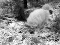 Male Samoyed dog playing joyfully in the snow