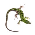 Male of sand lizard isolated on white