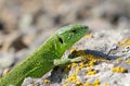 Male sand lizard (Lacerta agilis). Royalty Free Stock Photo