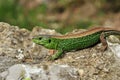 male sand lizard, lacerta agilis Royalty Free Stock Photo