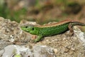 male sand lizard, lacerta agilis Royalty Free Stock Photo