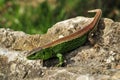 male sand lizard, lacerta agilis Royalty Free Stock Photo