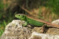 male sand lizard, lacerta agilis Royalty Free Stock Photo