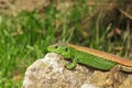 male sand lizard, lacerta agilis Royalty Free Stock Photo