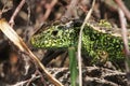 A male Sand Lizard Lacerta agilis hiding in the undergrowth. Royalty Free Stock Photo