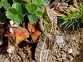 Male of sand lizard (Lacerta agilis) in the sun stripping old skin